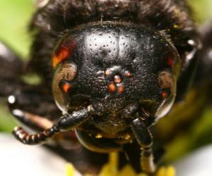 Puzzle Wasp κεφάλι